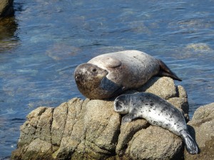 01052014-monterey-zeehonden