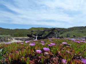 01052014-natuur-highway1