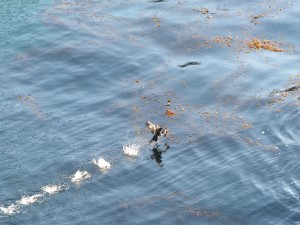 02052014-carmel-point-lobos-4