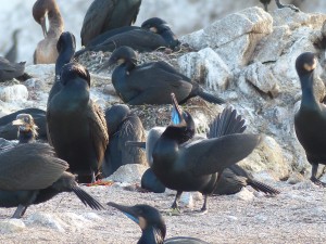 02052014-carmel-point-lobos-7