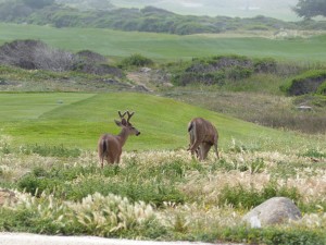 02052014-monterey-hert-golfcourse