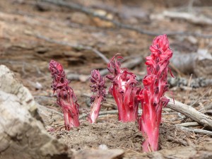 04052014-yosemite-mariposa-apartebloemen