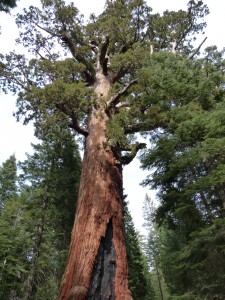 04052014-yosemite-mariposa-grizzlygiant