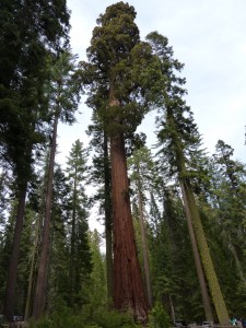 04052014-yosemite-mariposa-zunnegroteboom