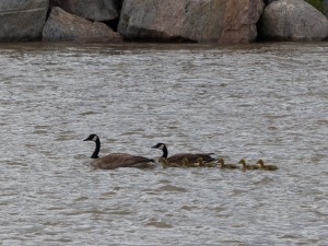 16052014-dubois-famgans