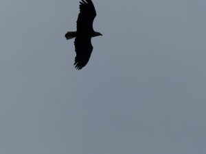 18052014-grandteton-goldeneagle