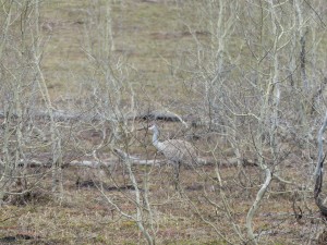 18052014-grandteton-rarevogel