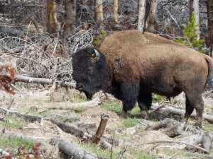 19052014-yellowstone-eerstebizon