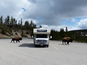 19052014-yellowstone-nietbangvooronzeroadbear