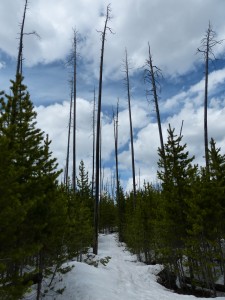 20052014-yosemite-uppergeyserbasin-lonestartrail-brand1989