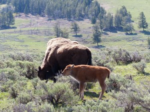 21052014-yellowstone-babybizon