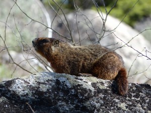 21052014-yellowstone-onbekendbeest