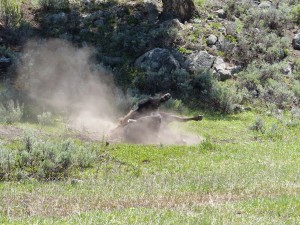 21052014-yellowstone-sloughcreek-evenscrubben