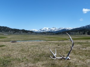 21052014-yellowstone-sloughcreek-gewei