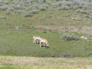 21052014-yellowstone-sloughcreek-grazers