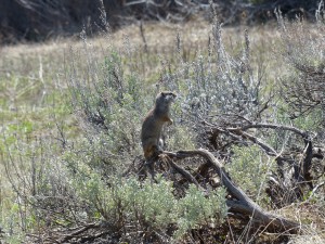 21052014-yellowstone-sloughcreek-vriendjeswaarschuwen