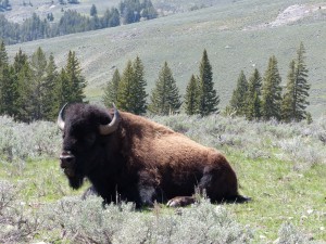 21052014-yellowstone-sloughcreek-vulmaarin