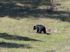 21052014-yellowstone-zwartebeer1