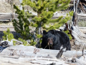 21052014-yellowstone-zwartebeer2